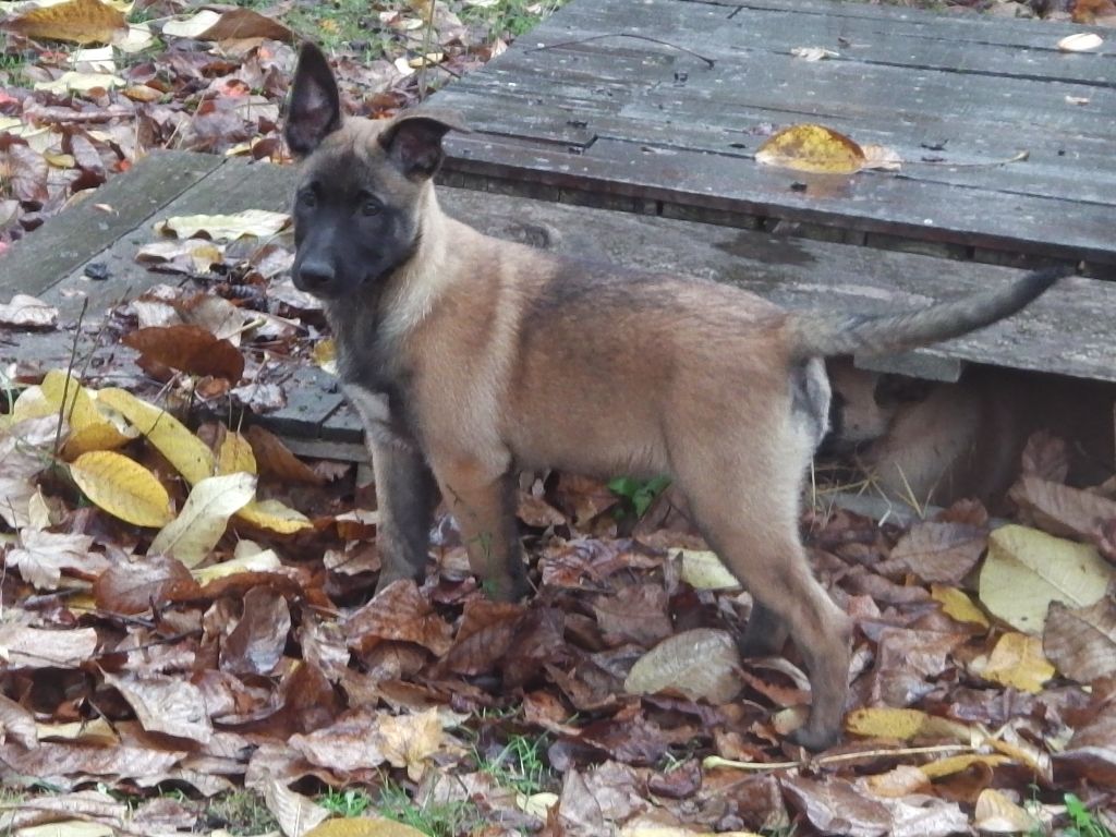 du domaine des petits ducs - Chiots disponibles - Berger Belge